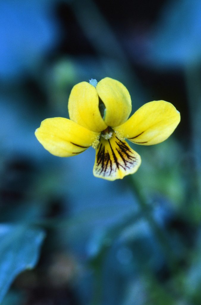 Viola guadalupensis (TX. April 2002)