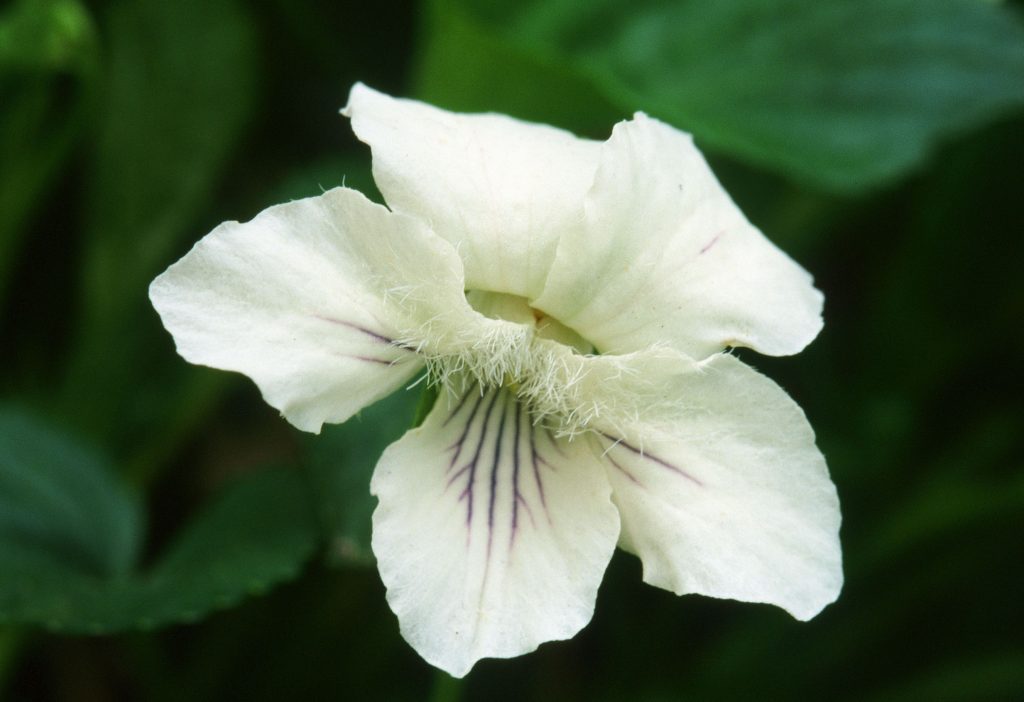 Viola striata (May 2001)
