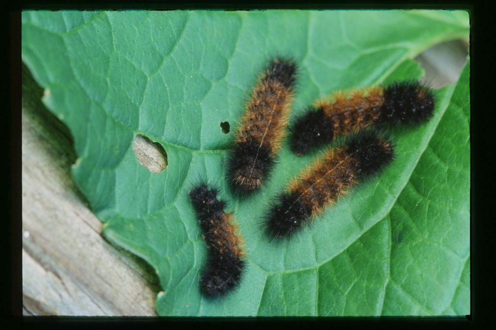 Caterpillars of woolly bear moth