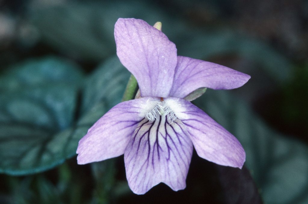 Viola walteri