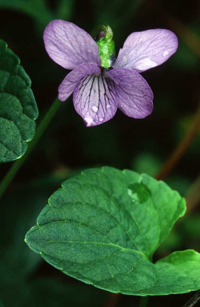 Viola langsdorffii (Mt Roberts, Juneau, AK> June 2005)