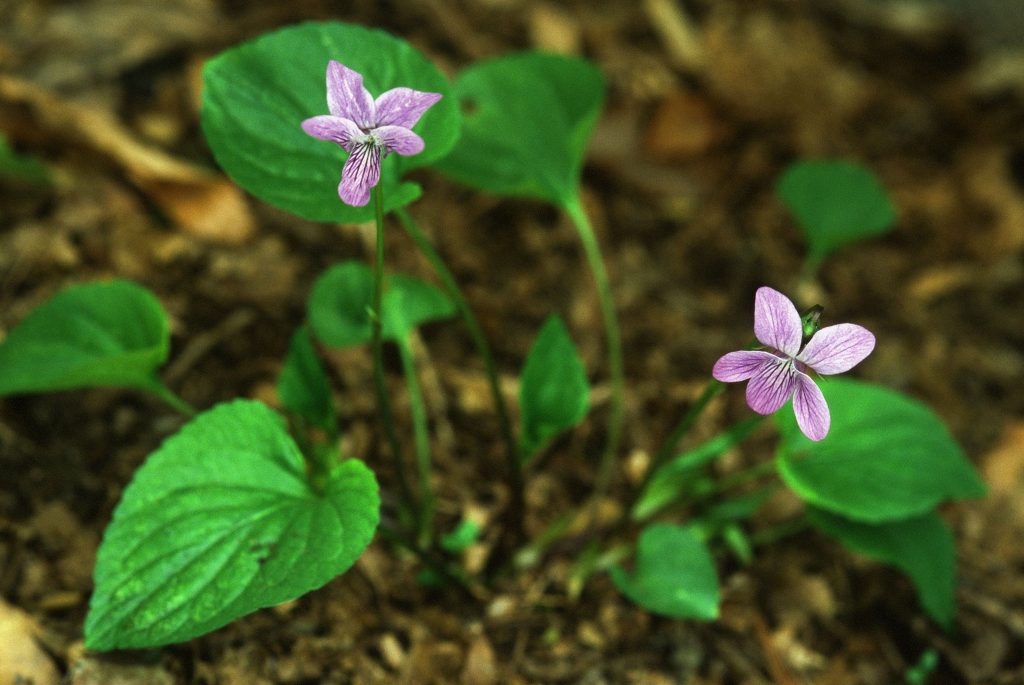 Viola langsdorffii (plant from Alaska, raised in PA. April 2003)
