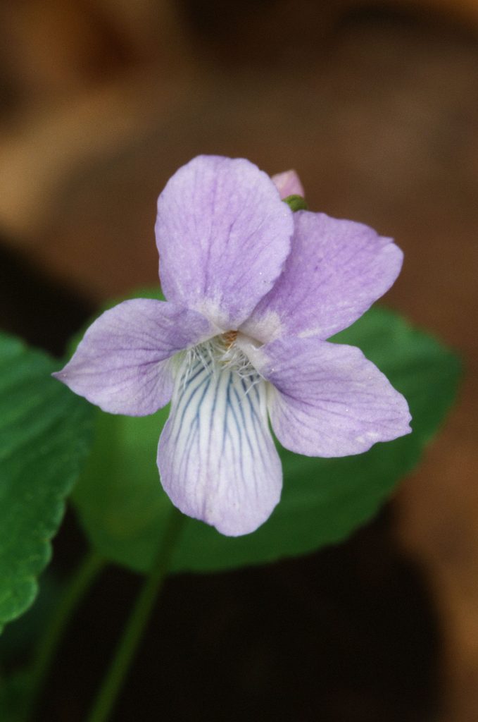 Viola adunca minor (from WI)