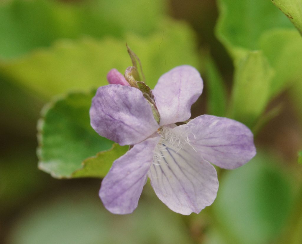 Viola adunca minor (Bruce Peninsula. ONT Canada, May 2007)