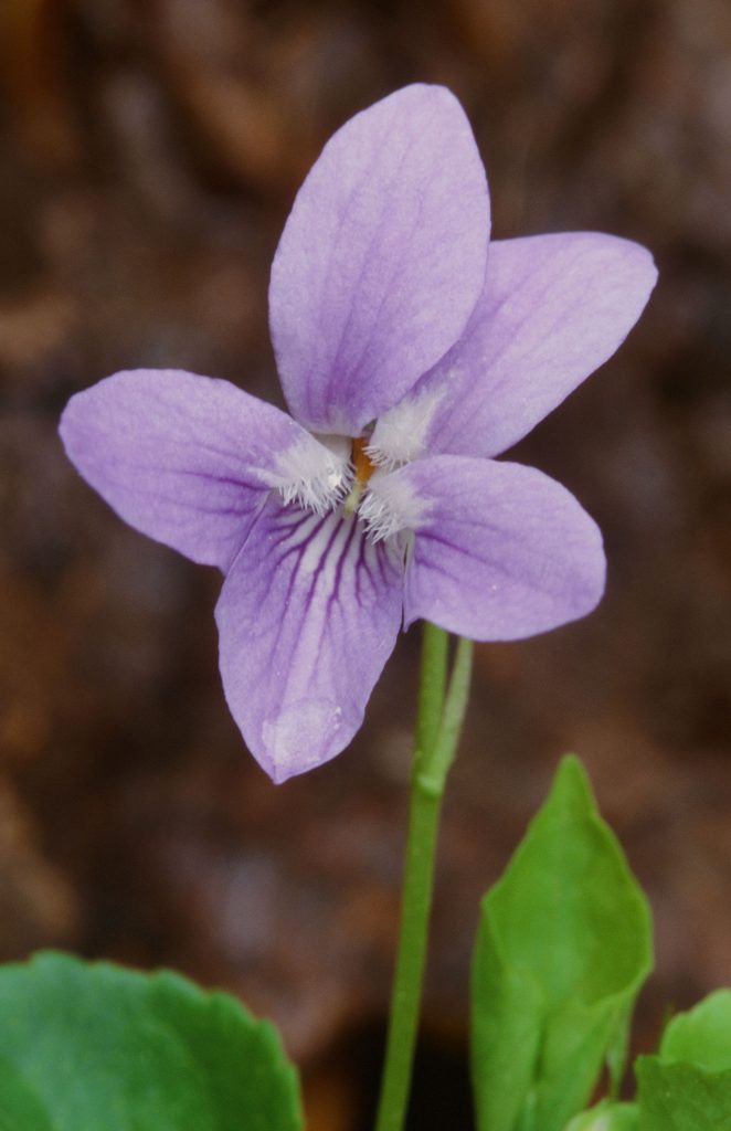 Viola adunca minor (Lancaster Co, PA, April 2009)