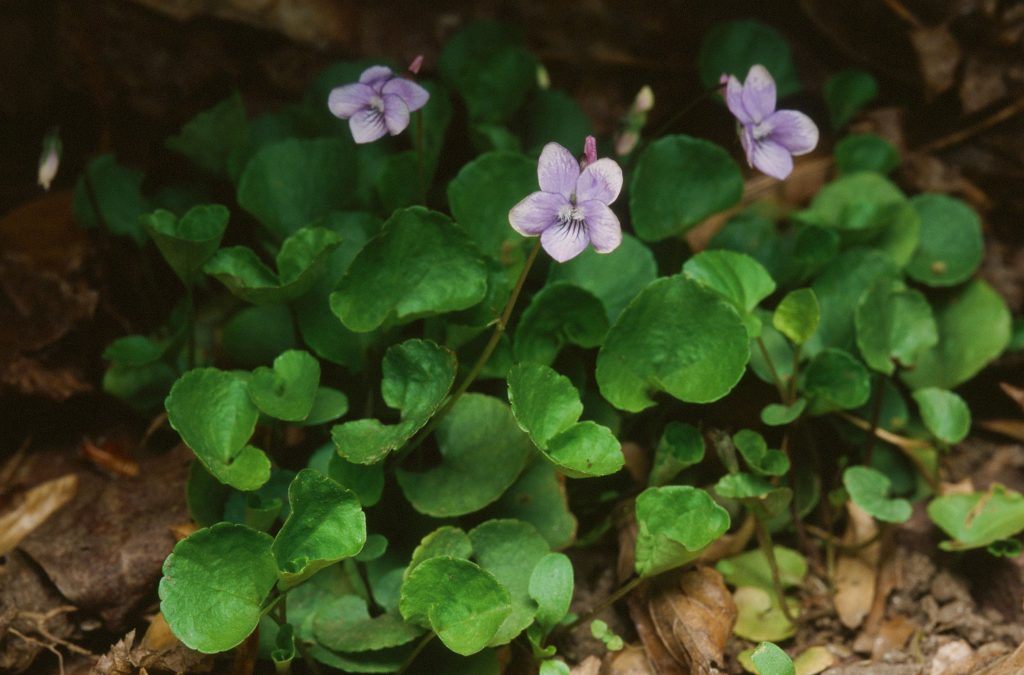Viola appalachiensis, Wherry form (Allegheny Plateau PA, April 2006)