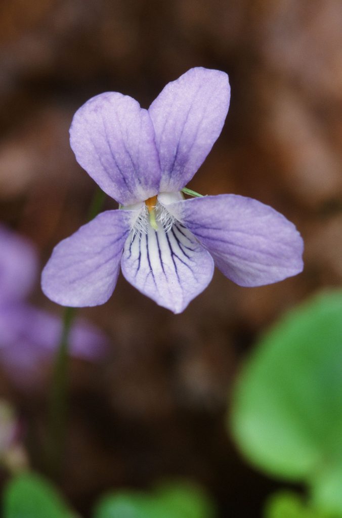 Viola appalachiensis (Dolly Sods, WV April 2009)