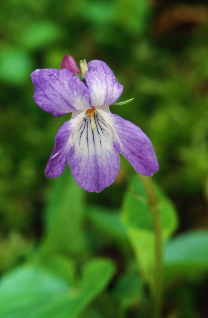Viola labradorica (NL, Canada, June 2006)