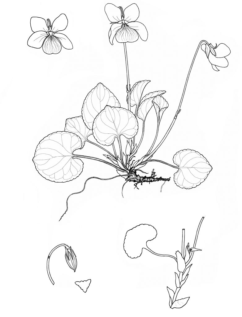 Viola langsdorffii