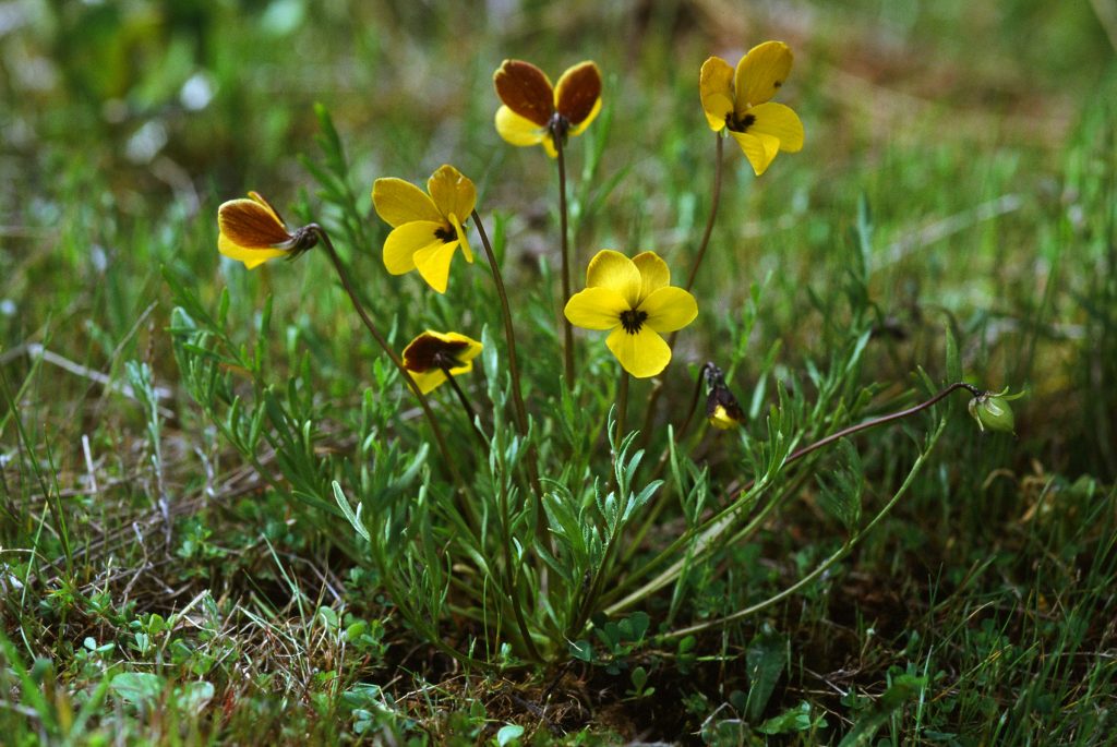 Viola douglasii (May 1999)