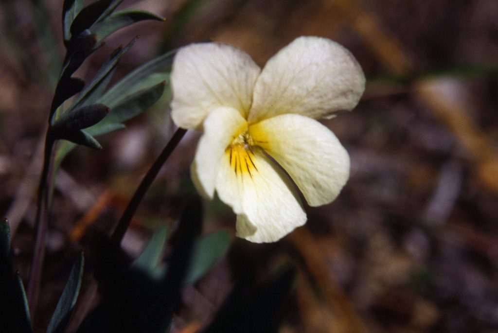 Viola hallii - unusual color (Josephine Co, OR April 1994) Photo by Phyllis Gustafson