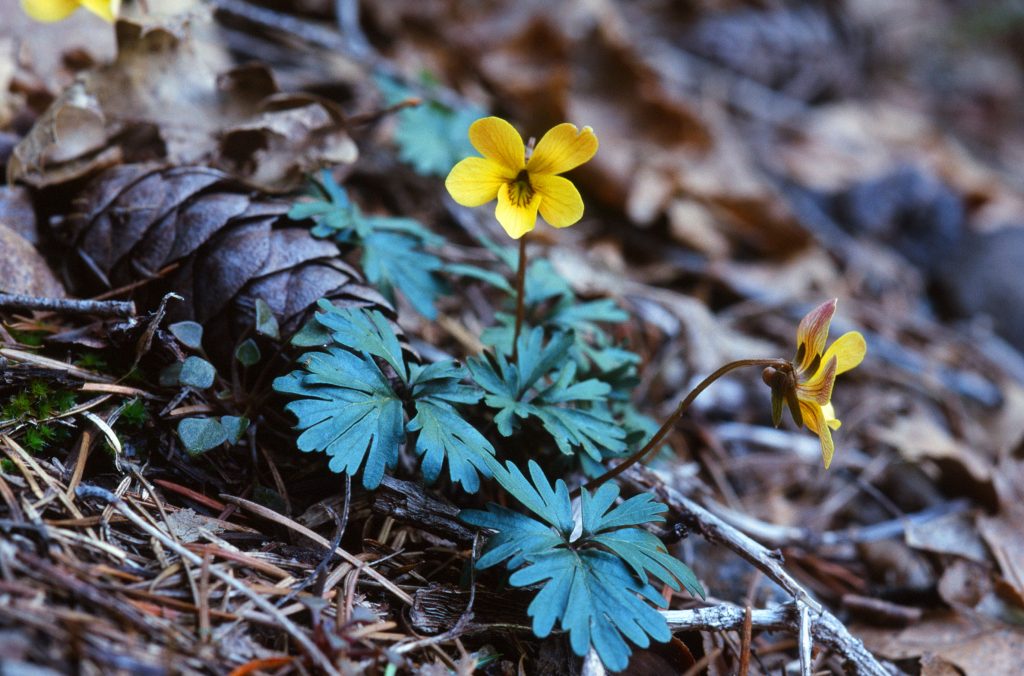 Viola sheltonii (Mt Shasta, CA. April 1999)