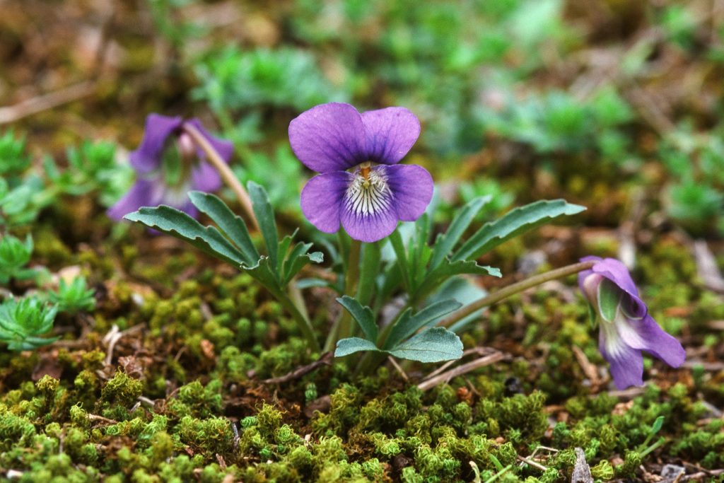 Viola egglestonii (syn V. septemloba ssp egglestonii)(Cedars of Lebanon SP, TN. April 1999)